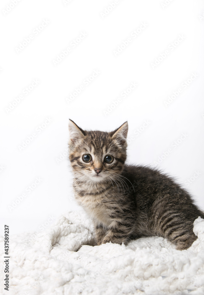 cute fluffy kitten on white background 