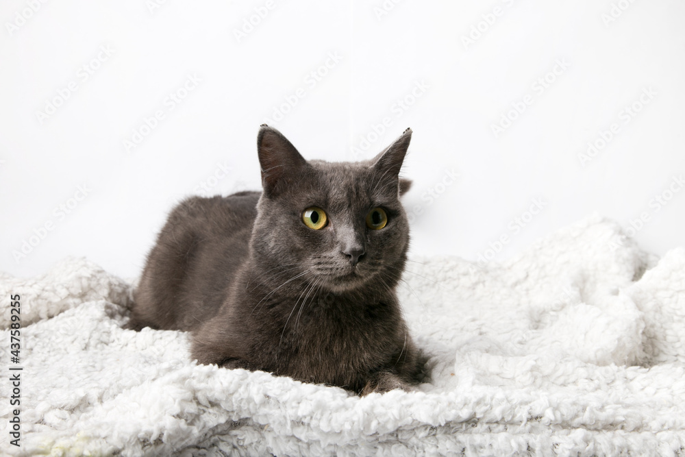 Fototapeta premium fluffy cat on a white background 