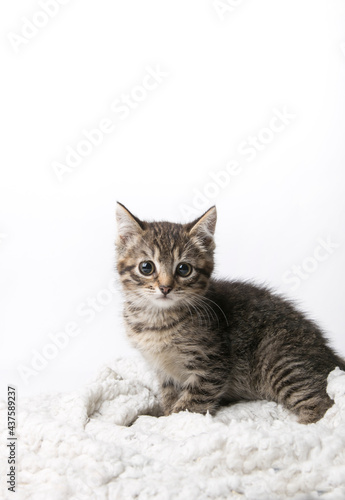 cute fluffy kitten on white background 