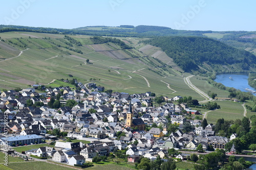 Moselweinlandschaft bei Trittenheim photo