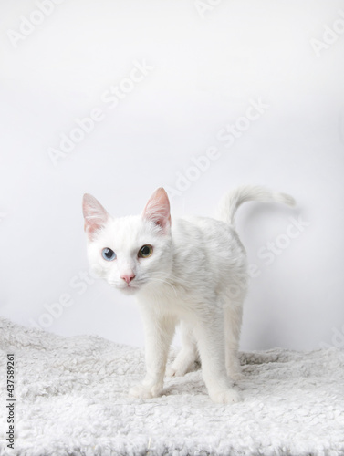 fluffy cat on a white background  © Jula Isaeva 