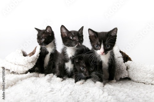cute kittens on isolated background 