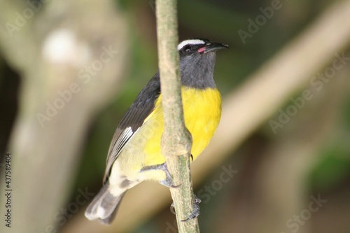 Yellow Caribbean Bird