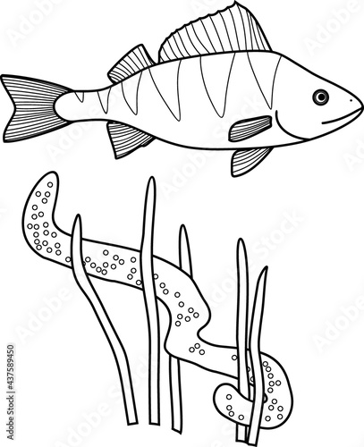 Coloring page with perch (Perca fluviatilis) fish and egg strand