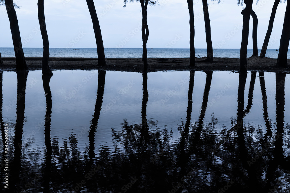trees and reflection for background trees and reflection for background