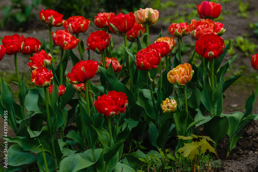 Red double tulip close up in springtime. The cultivation of bulbous plants in the garden Red double tulip close up in springtime. The cultivation of bulbous plants in the garden
