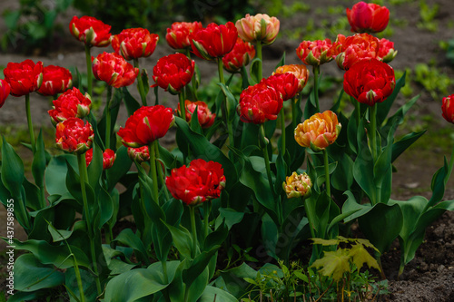 Red double tulip close up in springtime. The cultivation of bulbous plants in the garden © Flower_Garden