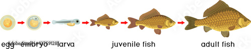 Fish life cycle. Sequence of stages of development of Crucian carp (Carassius) freshwater fish from egg to adult animal isolated on white background