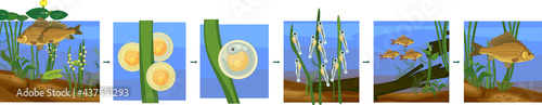 Fish life cycle. Sequence of stages of development of Crucian carp (Carassius) freshwater fish from egg to adult animal in natural habitat