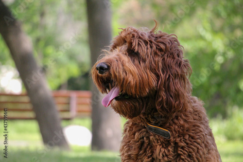 Happy Labradoodle Dog with Head Tilt and Tongue Out Looking at Camera © Инна Мадеева
