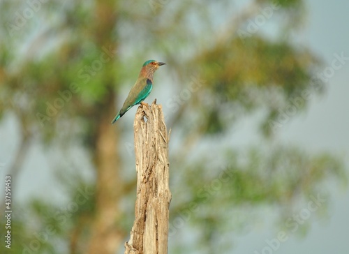 Canvas Print Indian Roller, a picture taken from Kerala, India.