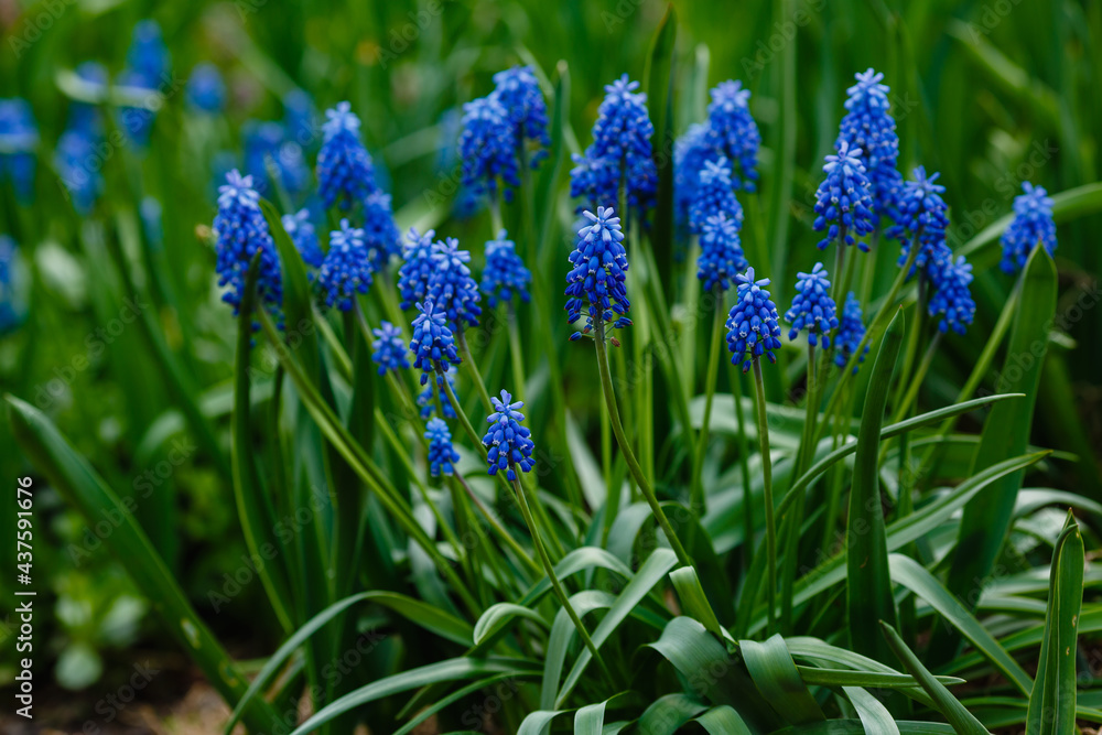Fototapeta premium Muscari flowers, Muscari armeniacum, Grape Hyacinths spring flowers blooming in april and may. Muscari armeniacum plant with blue flowers