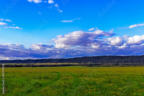 meadow and hills with a coniferous forest in the distance
