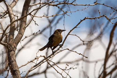 Female Common Grackle Perched in Tree © RousePhotography