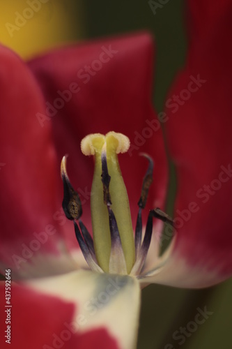 wnętrze  tulipana  widziane  w  wielkim  przybliżeniu  