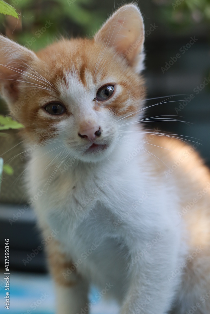 cat in the garden