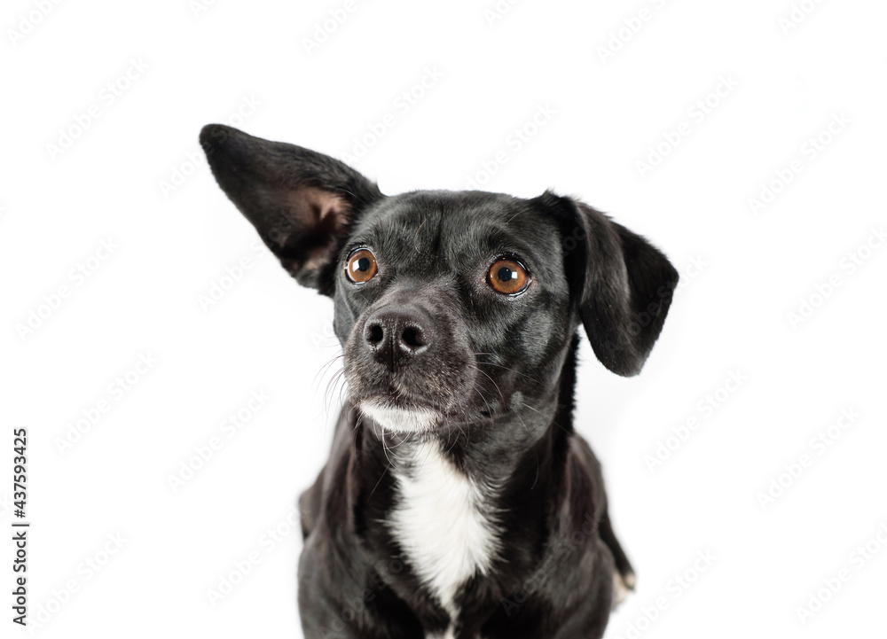 small black dog looking isolated white background