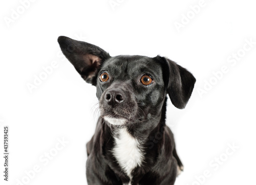 small black dog looking isolated white background © Pb