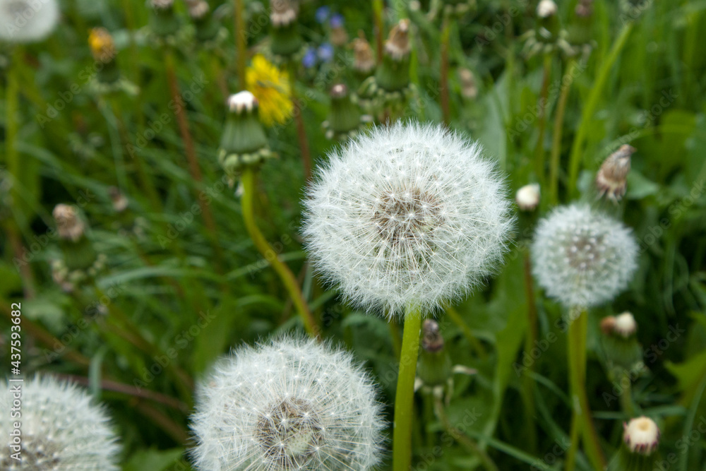 Blooming fluffy dandelion with selected focus in the green field Blooming fluffy dandelion with selected focus in the green field