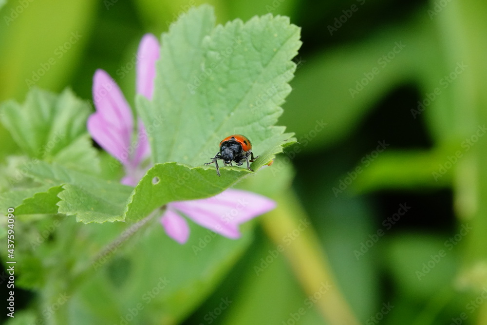 ladybug on green leaf