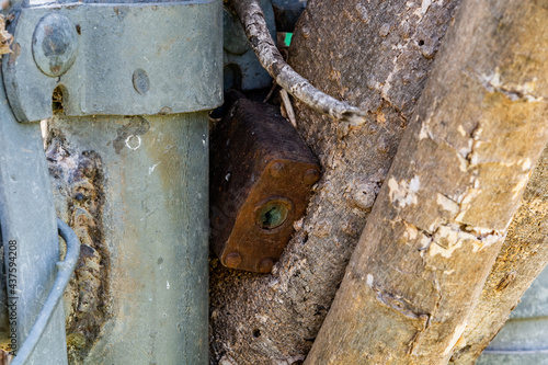 An Old Lock on a Gate that has a Tree Growing Though It.