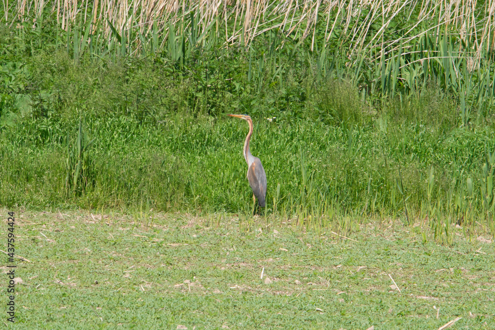 Fototapeta premium an oriental purple heron is lookinge for food on a field