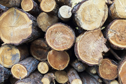 Tree trunk cuts in a pile background closeup