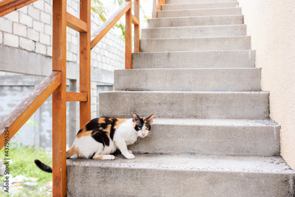 a tricolor cat sits on the concrete steps of a house