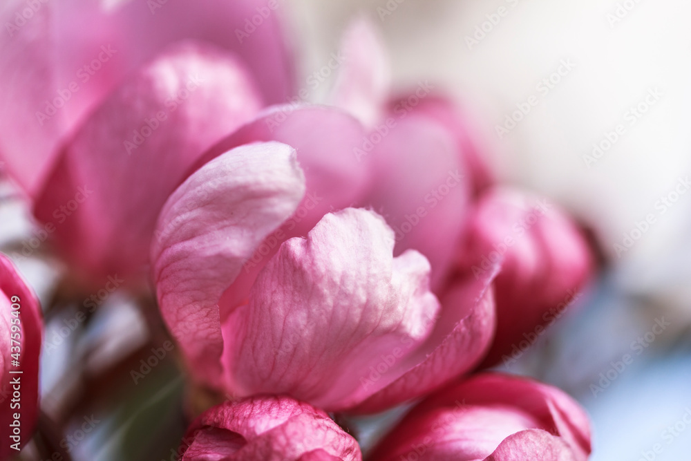 Obraz premium Macro of pink flowers, blossom on white and blue background. Tenderness concept. Copy space
