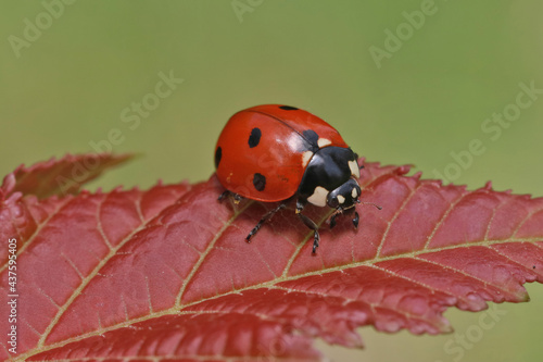 A ladybug runs on a red leaf. A red ladybug on a red leaf looks funny.