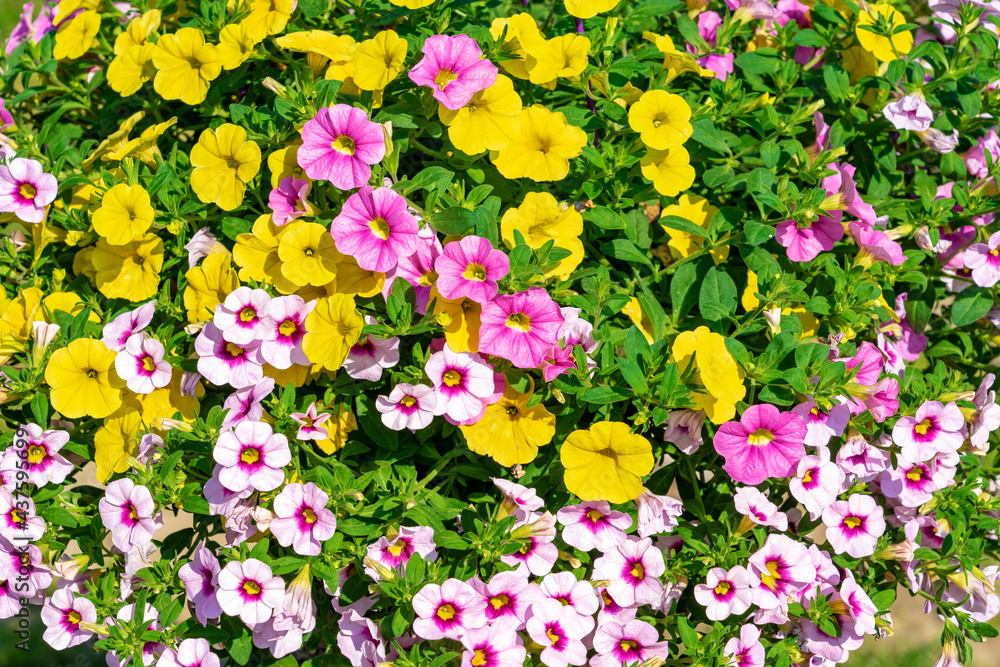 Obraz premium beautiful colorful blooming petunia background full screen