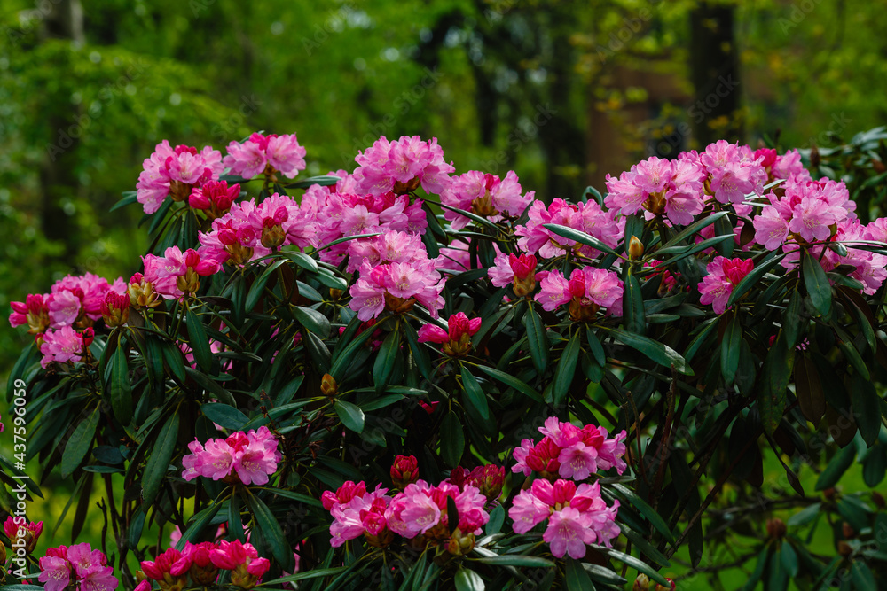 A large bush blooming Rhododendron in garden. Many pink flowers Rhododendron, beautiful background. A large bush blooming Rhododendron in garden. Many pink flowers Rhododendron, beautiful background.