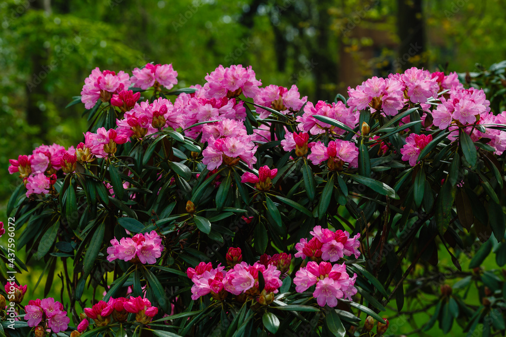 Beautiful rhododendron flower in garden
