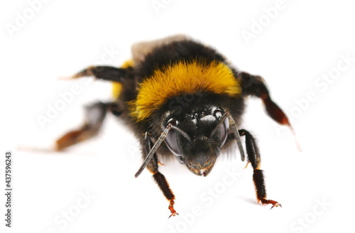 Bumblebee, Bombus terrestris, buff-tailed bumblebee isolated on white background