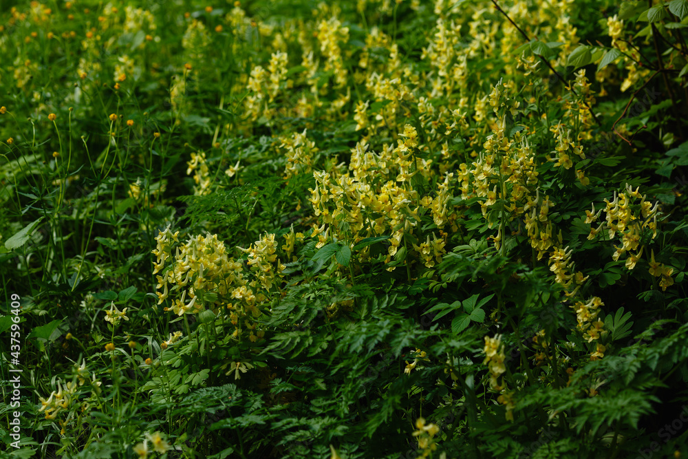 Сorydalis Lutea, Delicate yellow tubular flowers with lacy foliage