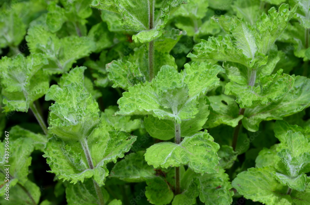 Plantation of curly mint, used as a spice in tea.
Plantation of curly mint, used as a spice in tea.