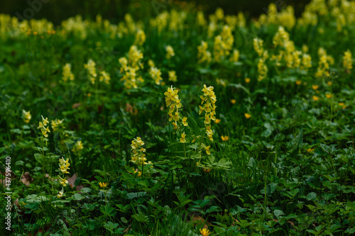 Сorydalis Lutea, Delicate yellow tubular flowers with lacy foliage