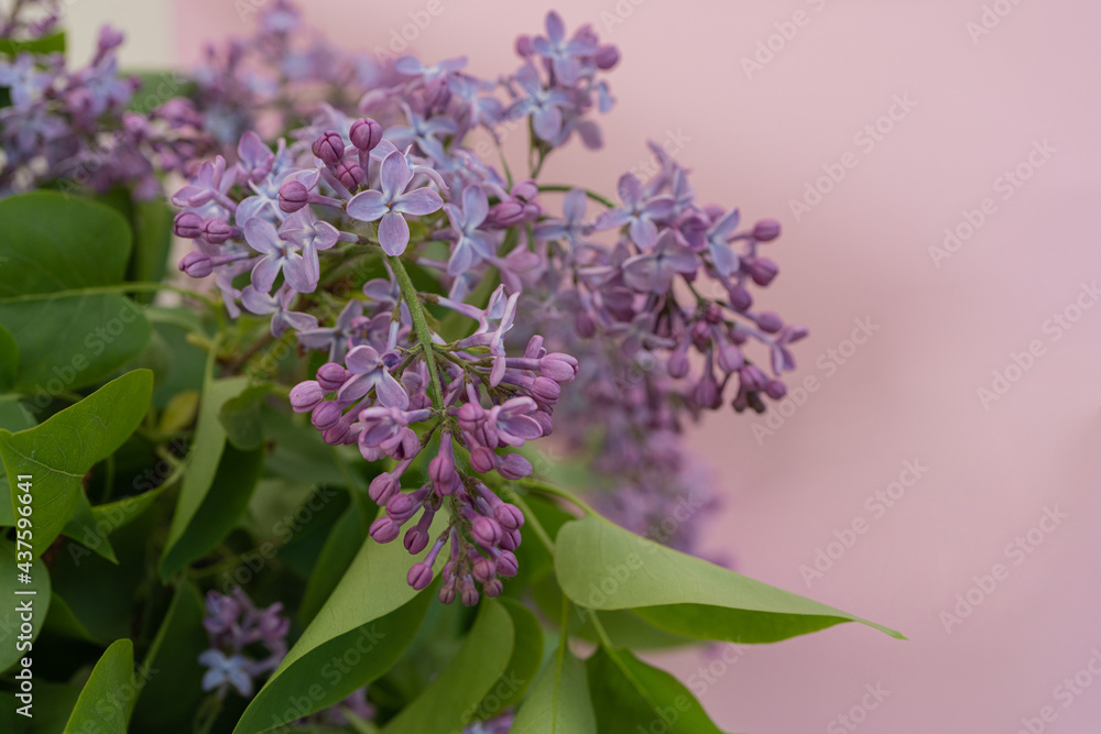 Beautiful branch of lilac on a pink background. There is a place for text Beautiful branch of lilac on a pink background. There is a place for text