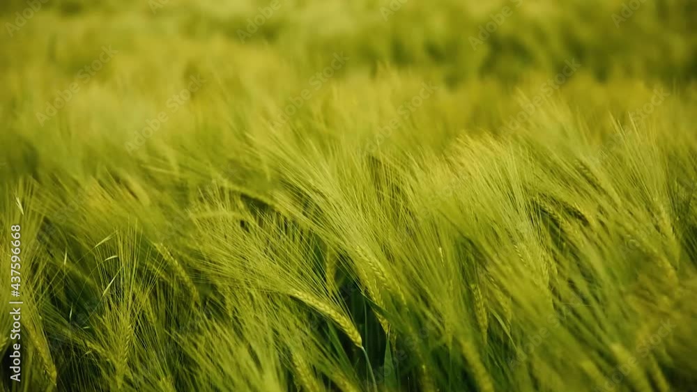 Getreidefeld wiegt sich im Wind