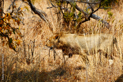 Young male lion walking through long grass in Kruger National Park, South Africa.