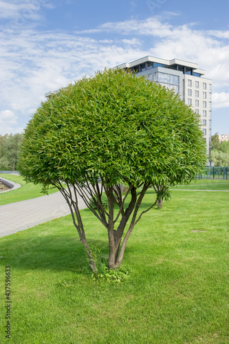Fototapeta Naklejka Na Ścianę i Meble -  Urban landscape. Well-groomed tree on the background of modern buildings. Vertical photo.