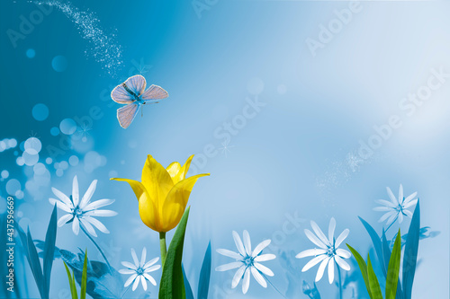 White wildflowers and a yellow tulip on a blurry soft turquoise and green background. Early in the morning, a butterfly flies over a beautiful flower.blank for a postcard. Copy Space