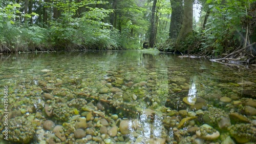Beautiful forest  landscape with crystal clear creek 