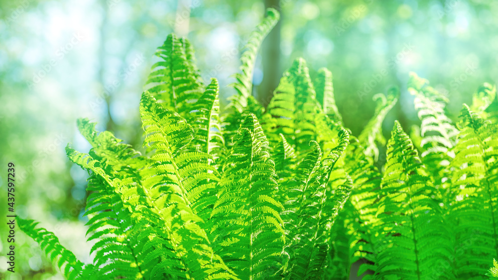 Bright green fern leaves with selective focus against green forest Bright green fern leaves with selective focus against green forest