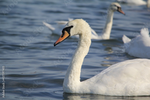 A close up of a swan swimming on a lack