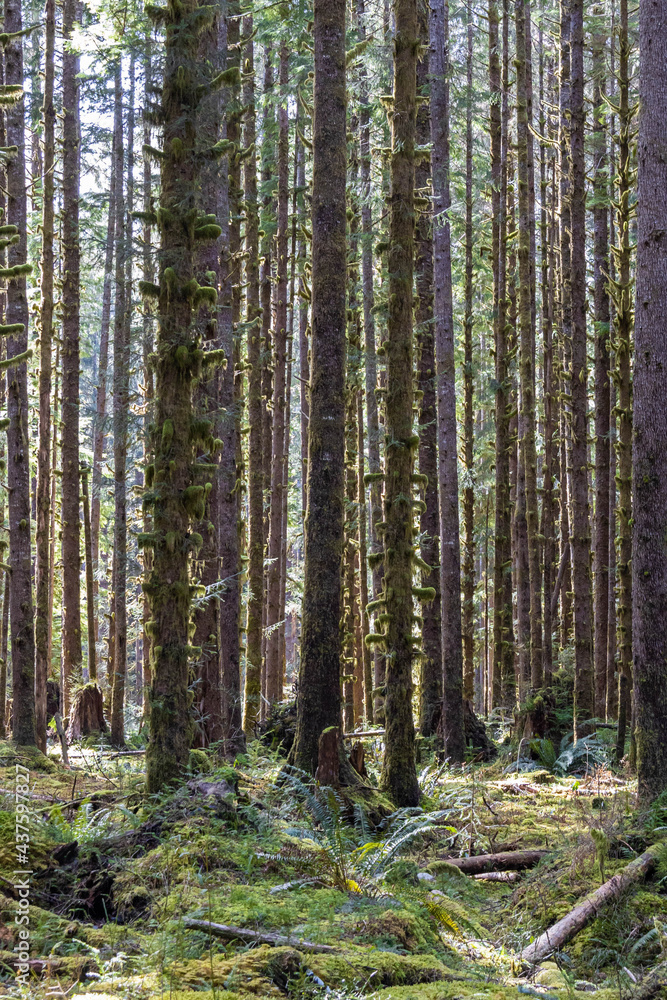 The sun shining through the temperate rainforest of the Hoh rainforest in Olympic National Park The sun shining through the temperate rainforest of the Hoh rainforest in Olympic National Park