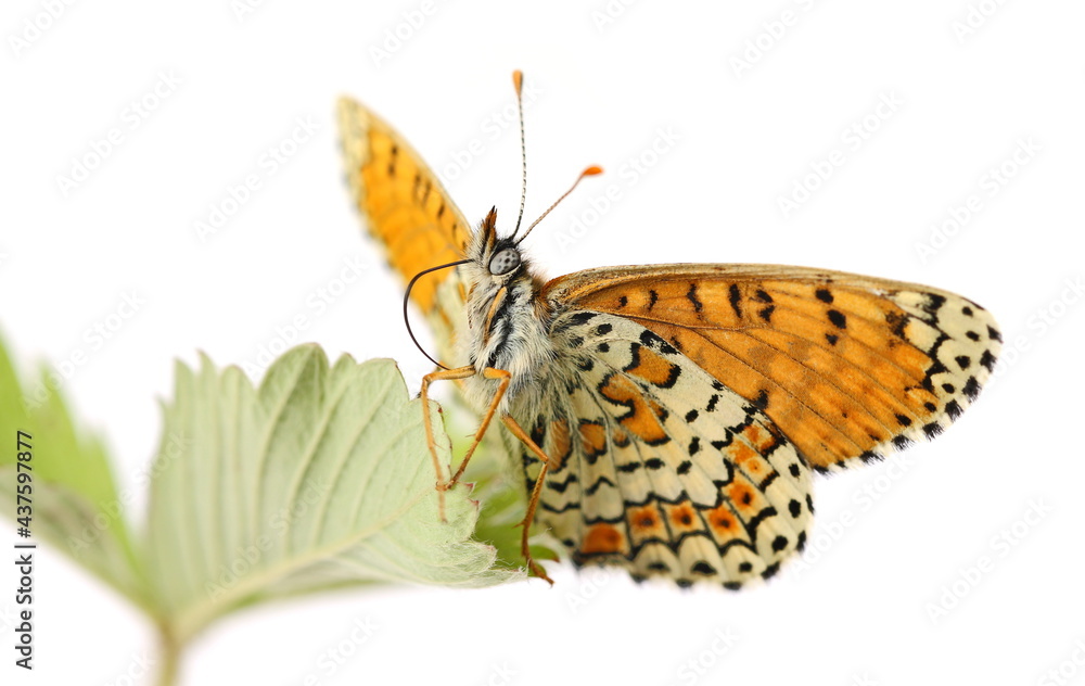 Obraz premium Melitaea phoebe, Knapweed fritillary on leaf of wild strawberry isolated on white background