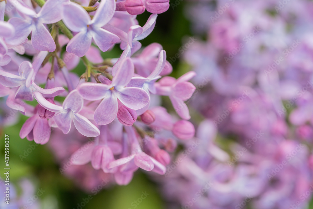 Lilac flowers close up. Natural background, there is a place for text Lilac flowers close up. Natural background, there is a place for text
