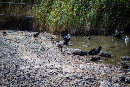 Wild ducks swim in the park's pond and walk along its shore.