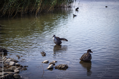Wild ducks swim in the park's pond and walk along its shore.